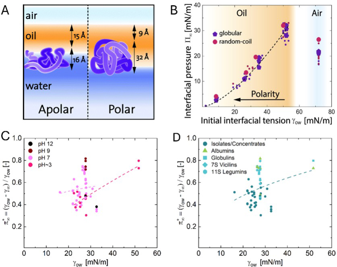 Plant proteins for interfacial stabilization